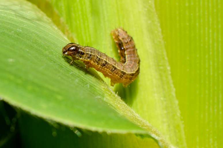 Helicoverpa Zea, ou lagarta-da-espiga do milho, tem gerado perdas econômicas significativas para os produtores de grãos