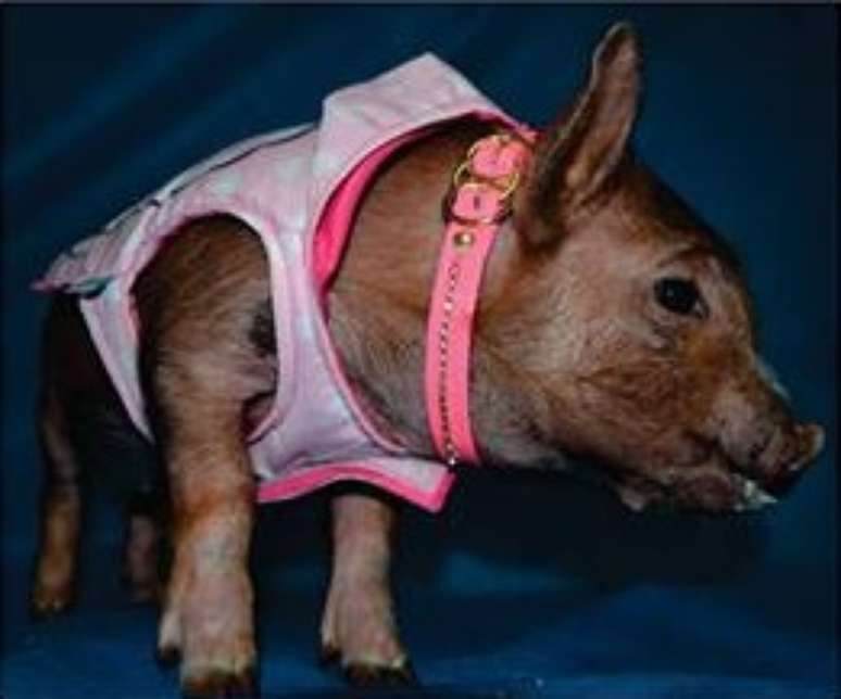 <p>Petshop de Blumenau, em Santa Catarina, foi alvo da fúria dos internautas ao oferecer um mini porco como prêmio um concurso</p>