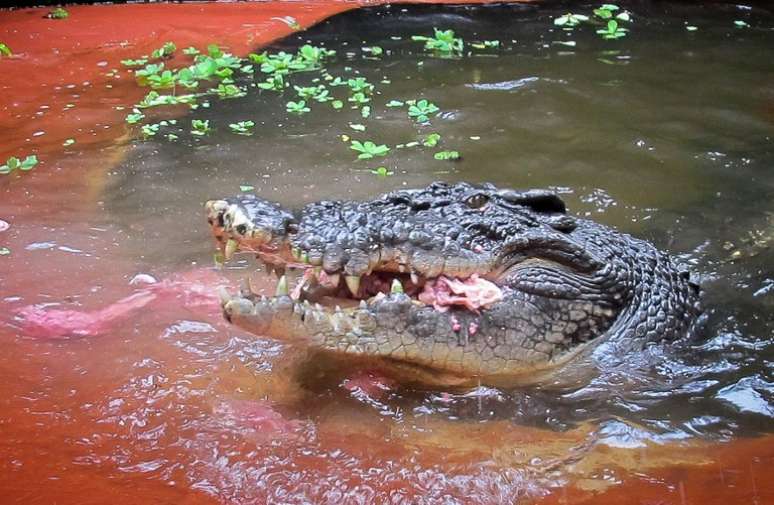 <p>Crocodilos de água salgada vem se multiplicando em riachos, rios e pântanos</p>