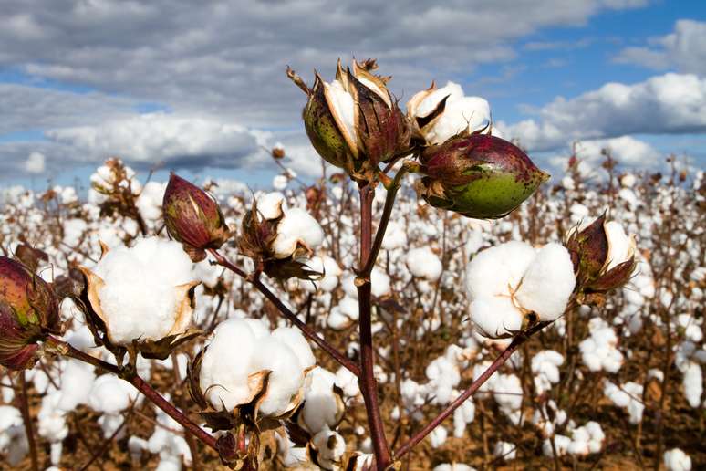 Falta de algodão de qualidade no Brasil deve manter preço alto