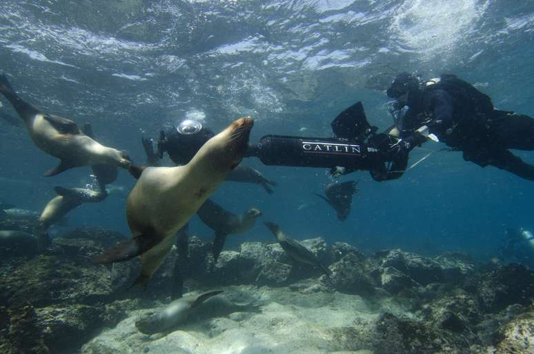 Equipe mergulha com leões marinhos enquanto faz imagens do fundo do mar na ilha para o Street View