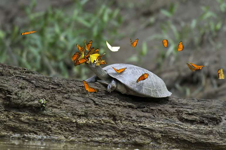 <p>Uma grupo de tartarugas teve suas lágrimas enxugadas por um bando de gentis borboletas no coração da Amazônia. Ainda que possa parecer um simples ato de bondade, os insetos estão na verdade bebendo o líquido salgado, rico em minerais que, acreditam cientistas, ajuda as borboletas a se reproduzirem - e ainda as alimenta</p>