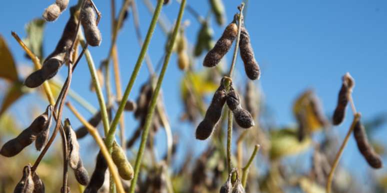 Intacta RR2, da Monsanto, é uma das sementes geneticamente modificadas que estão bloqueadas no mercado chinês. Produto foi desenvolvido especialmente para a América Latina