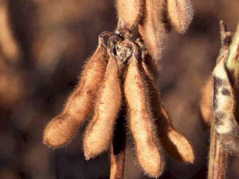 Uso de sementes geneticamente modificadas aumenta a produtividade do cultivo e a resistência a pragas nas lavouras