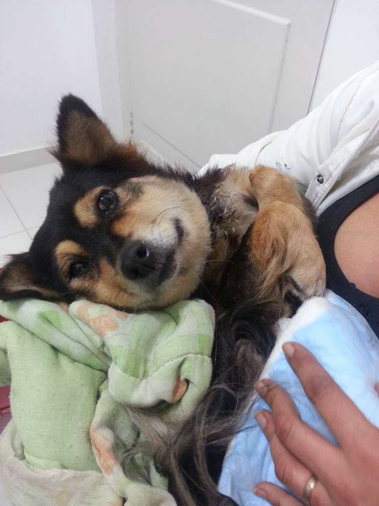 Cadela Brigitty foi encontrada com grave ferimento no pescoço na noite de quinta-feira