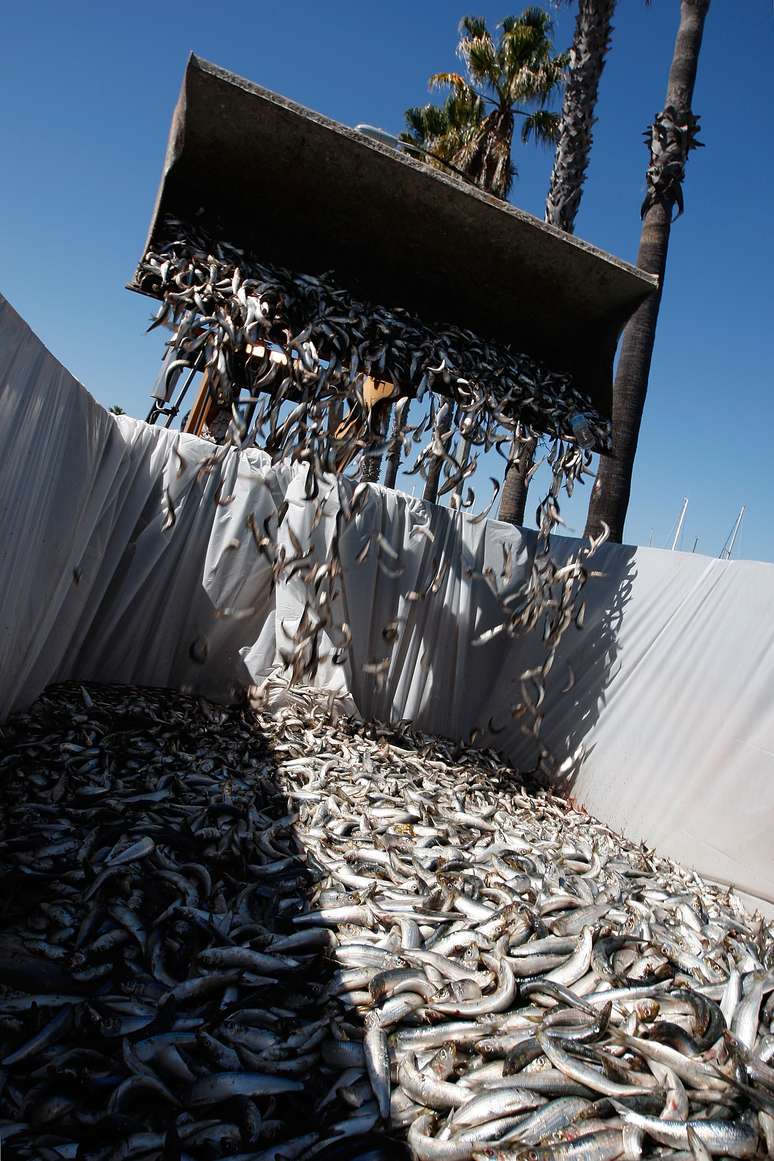 Sardinhas mortas são despejadas em lixão em meio a crise na Califórnia em 2011