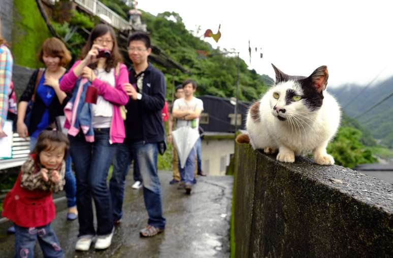 Turistas para para tirar fotos de gato em muro na pequena cidade de Houtong, em Taiwan. Esta antiga comunidade de mineradores de carvão tem atraído turistas graças à sua enorme população de gatos. Visitantes vão à cidade especialmente para brincar e fotografar os felinos. Aproveitando o inesperado aumento do turismo, moradores locais construíra pontos de alimentação, pedestais e até elevadas sobre ferrovias para facilitar a locomocação de visitantes e dos animais