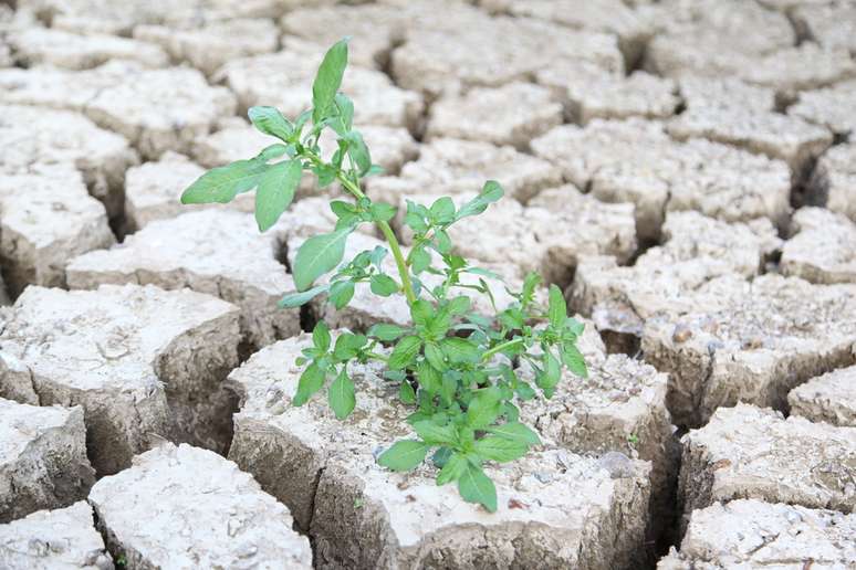 Intenção do projeto é mitigar perdas agrícolas provocadas pela seca