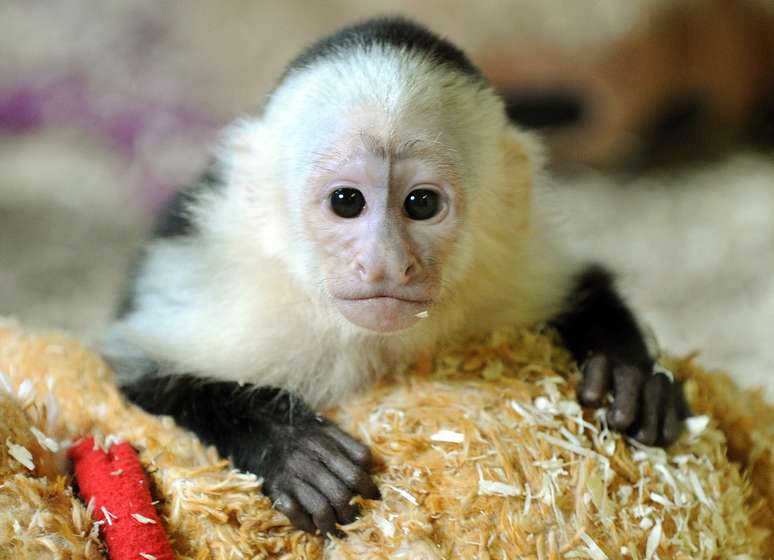<p>Um macaco que pertenceu ao popstar canadense Justin Bieber foi levado a um parque de animais selvagens na Alemanha</p>