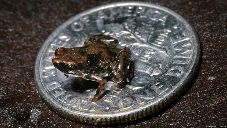 Esta pequena nova espécie de rã tem apenas sete milímetros e estabeleceu o recorde de menor espécie de vertebrados do mundo. Foi descoberta em Papua Nova Guiné