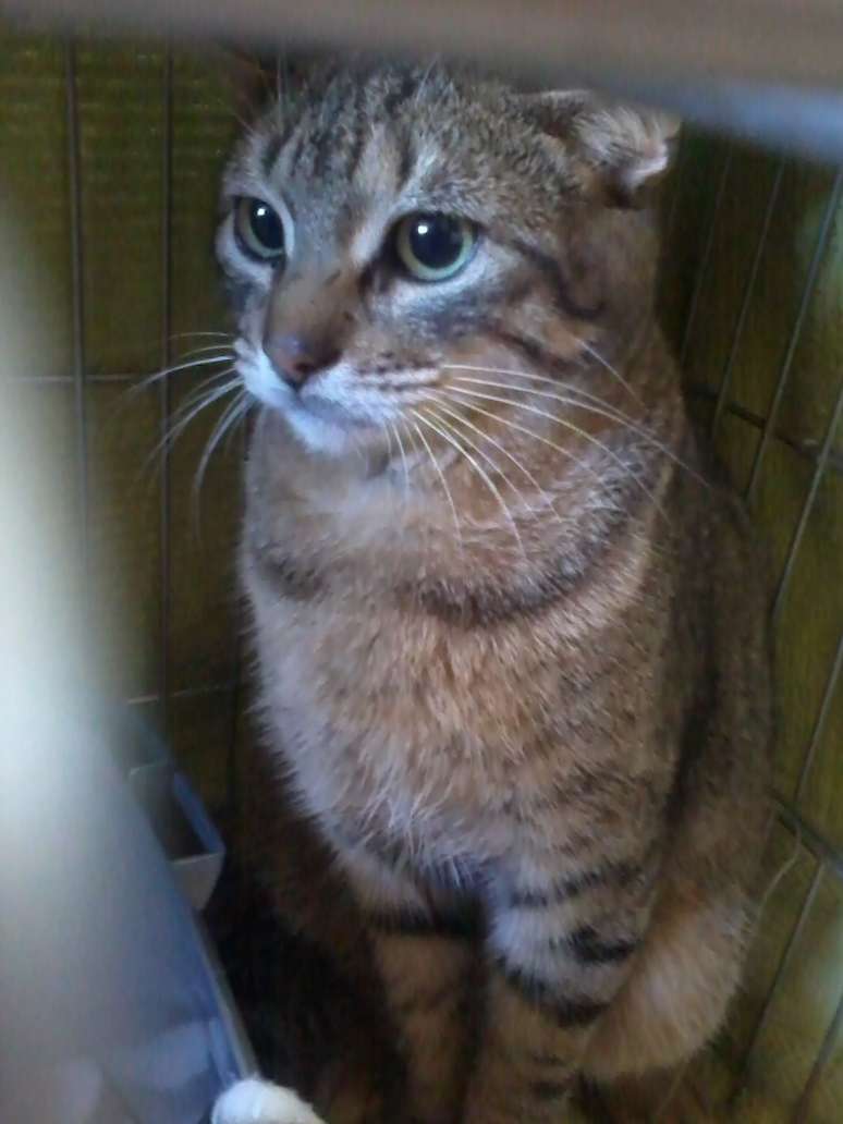 O gato teve a argola removida e deve ser castrado