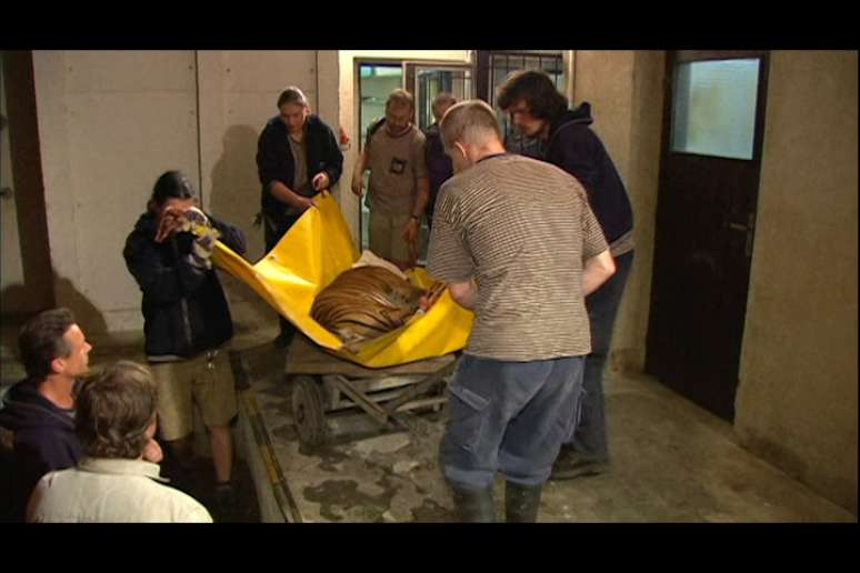 Equipe do zoo de Praga remove tigre durante inundação na cidade