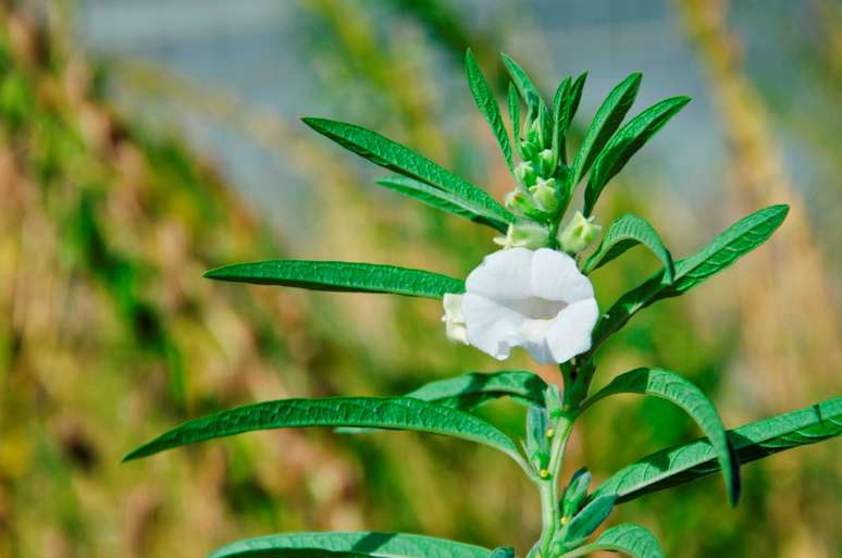 Brasil é responsável por menos de 0,5% da área de gergelim cultivada no mundo