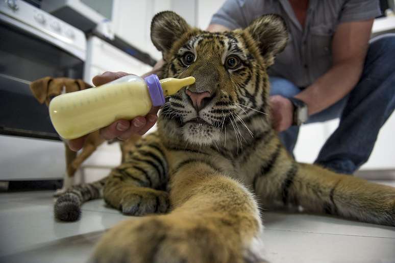 <p>O tigre-siberiano Ozzy foi adotado por uma morador da &Aacute;frica do Sul depois que sofreu subnutri&ccedil;&atilde;o em fun&ccedil;&atilde;o da falta de cuidados de seu antigos donos. O felino - de uma subesp&eacute;cie considerada em perigo de extin&ccedil;&atilde;o - ficou com as pernas e patas deformadas, mas est&aacute; se recuperando. Na foto, Ozzy observa atentamente uma mamadeira com a qual seu tratador o alimenta</p>