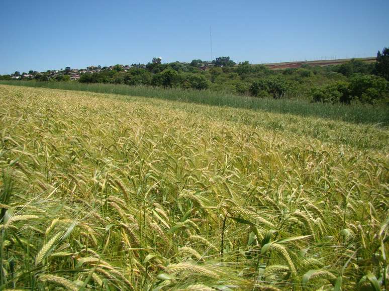 BRS Itanema deve aumentar a produtividade de cevada, que cresce pelo terceiro ano consecutivo no Brasil