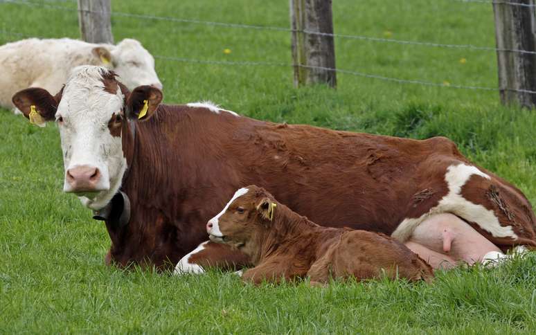 Escolha do sistema de aleitamento no manejo alimentar de bezerras depende do tipo do rebanho