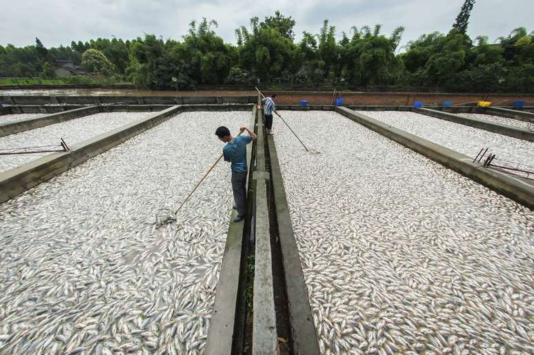 Centenas de toneladas de peixes mortos foram encontradas na China