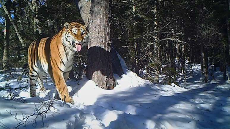 <p>Para filmar a tigresa, foi preciso chegar a cem metros de distância dos animais e instalar câmeras ocultas</p>
