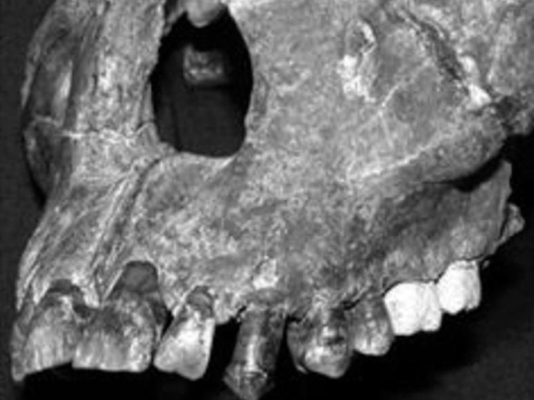 Fóssil da face de um jovem que viveu a 1 milhão de anos foi encontrado pelos pesquisadores