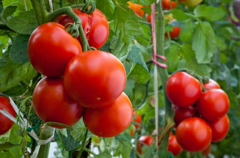 Tomate foi o produto que contribuiu com o maior percentual para o aumento do valor da produção