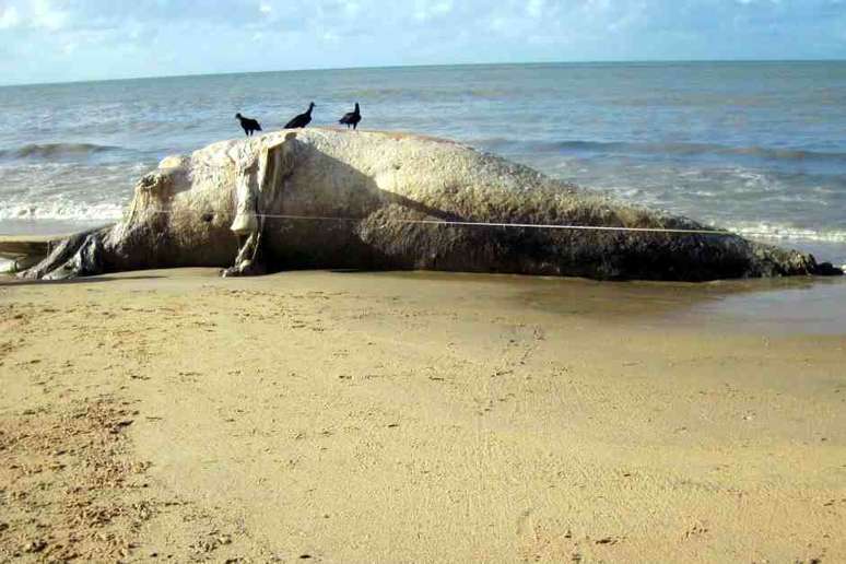 Baleia-jubarte é encontrada morta em praia de Barra Velha, em Nova Viçosa, litoral sul da Bahia