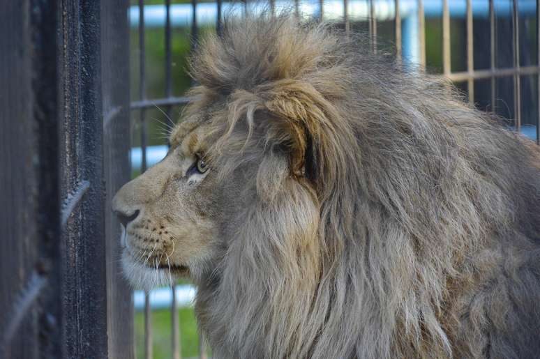 Leão matou um homem que invadiu seu cercado num zoológico na África do Sul