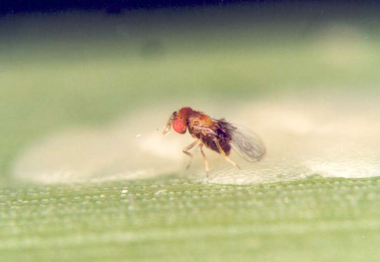 Responsável pelo sucesso da Bug, vespa da espécie Trichogramma galloi parasita ovos da broca-da-cana