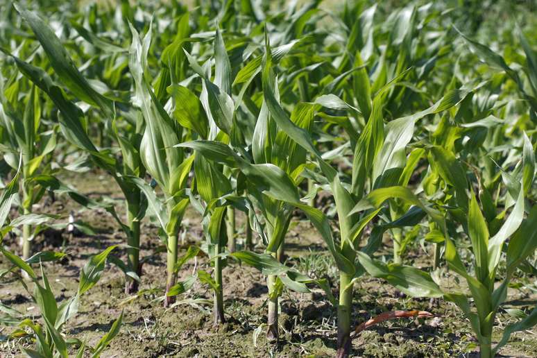 Variedade de milho biofortificado é mais apropriada e competitiva em lavouras de agricultores familiares