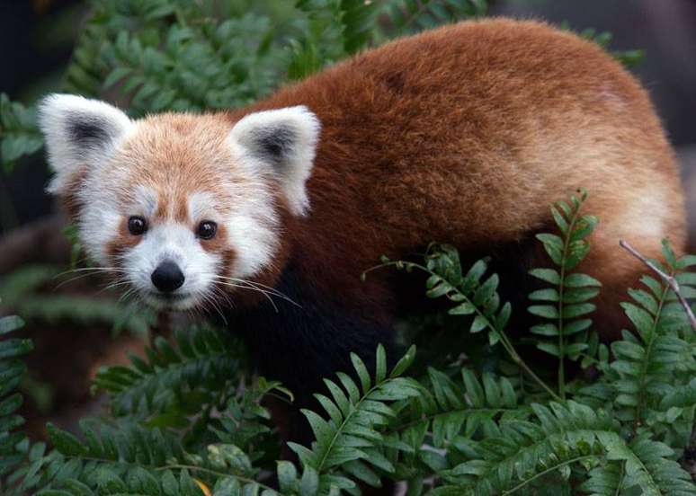 Imagem do zoo mostra panda que estaria perdido