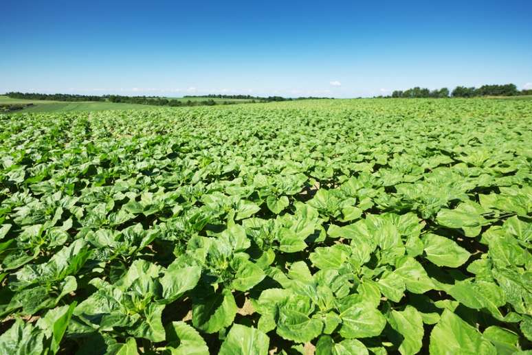 Softwares para coleta de dados na agricultura possibilitam ao produtor otimizar seu tempo no manejo das culturas