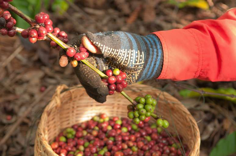 Gradativamente, colheita manual do café vem sendo substituída por sistemas mecanizados no Brasil