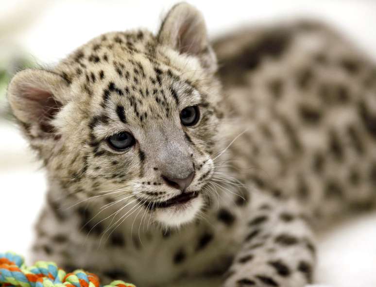 <p>Niko, um leopardo-das-neves, nasceu em maio nos EUA. A esp&eacute;cie&nbsp;(<em>Uncia uncia</em>) est&aacute; amea&ccedil;ada de extin&ccedil;&atilde;o</p>