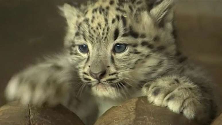 O filhote de leopardo-das-neves  foi apresentado pelo zoológico de Dudley, na Inglaterra