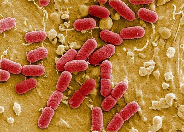 Bactérias são fundamentais para a sobrevivência humana