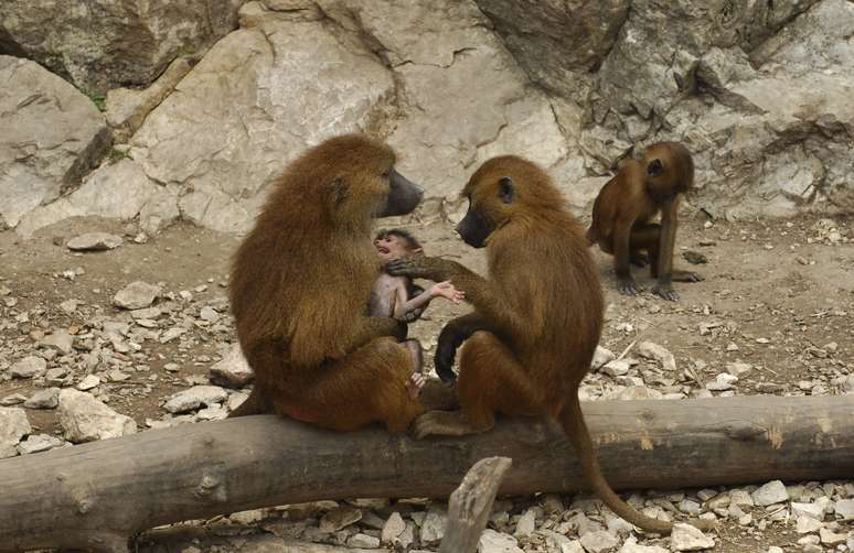 Exemplares dos babu&iacute;nos no zool&oacute;gico de Besan&ccedil;on