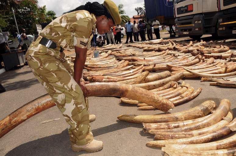 Cerca de 3,3 toneladas de marfim foram apreendidas no porto de Mombasa, no Quênia