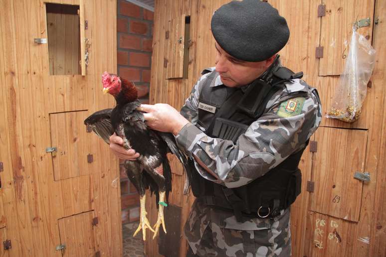 Animais eram mantidos presos dentro de armários de madeira em camping