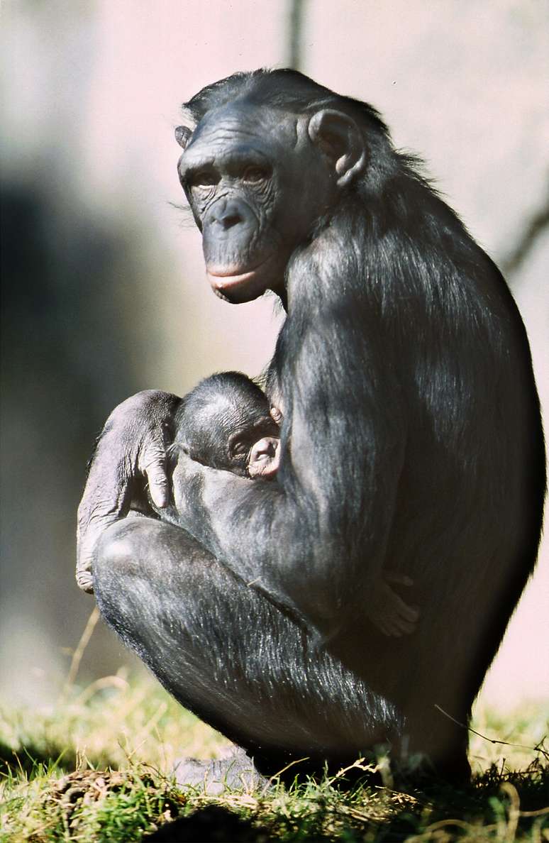 <p>Bonobos que perderam seus pais têm mais dificuldade em controlar as emoções</p>
