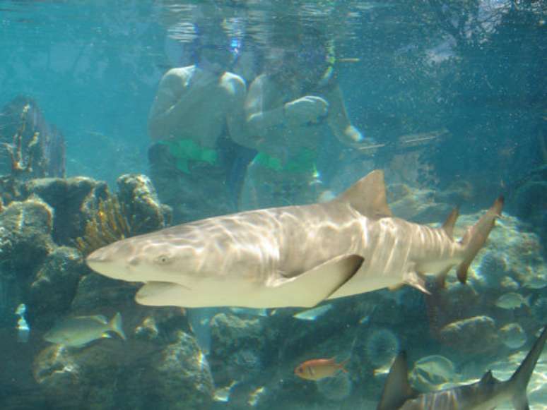 Principal atração turística da ilha de Saint Thomas, o Coral World Ocean Park é um aquário natural em pleno Mar do Caribe. A estrutura central do parque é uma torre de observação submarina construída ao lado de uma barreira de corais próxima a Coki Beach, no nordeste da ilha. Quem não quiser ficar só olhando pode se aventurar a nadar ao lado dos animais da região  entre eles, os tubarões 