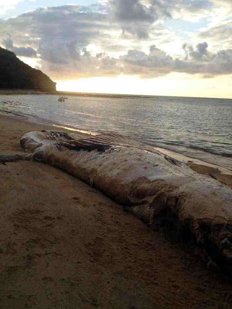 Segundo as equipes que analisaram a baleia, ela já chegou morta à praia