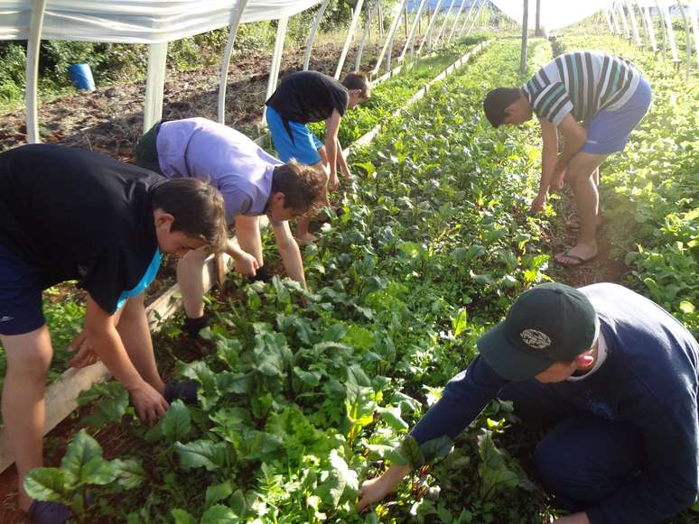 Da Escola Família Agrícola de Santa Cruz do Sul, alunos levam conhecimento prático para suas propriedades rurais 