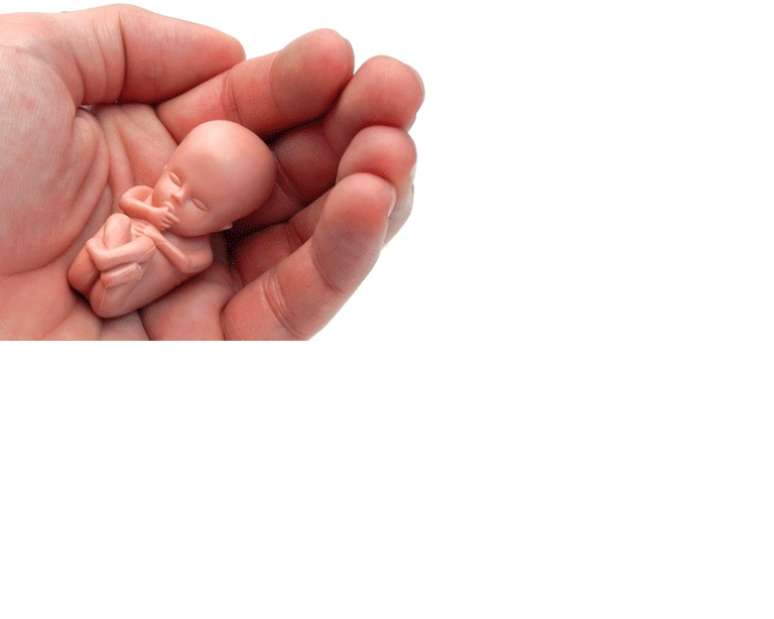A miniatura, feita em plástico e em tamanho real, é de um feto na 12ª semana de gestação