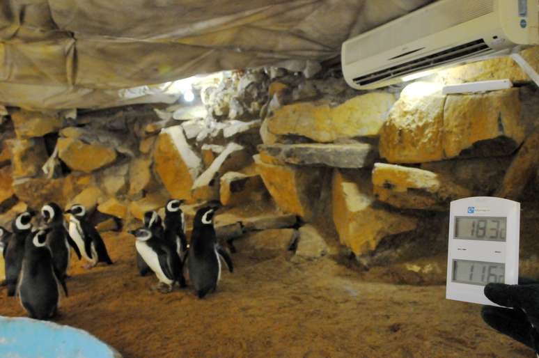 <p>Recinto dos pinguins é aquecido em Gramado</p>