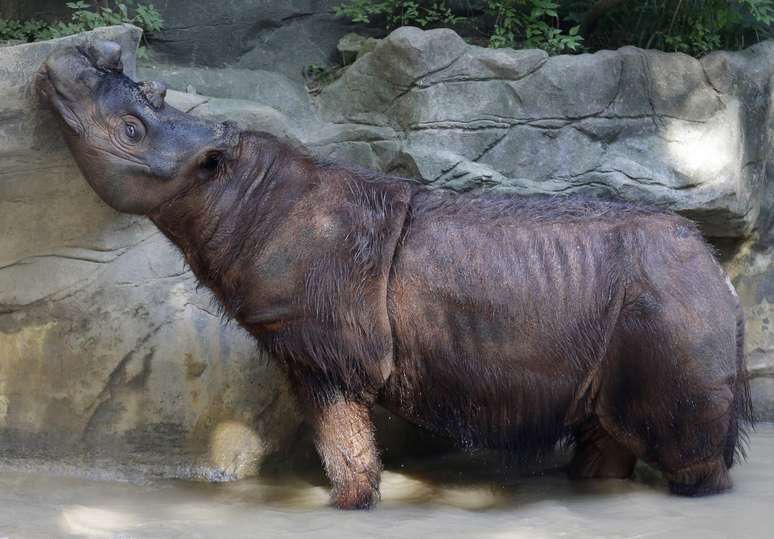 Harapan, um rinoceronte macho de 6 anos, vive no zool&oacute;gico de Cincinnati, nos EUA