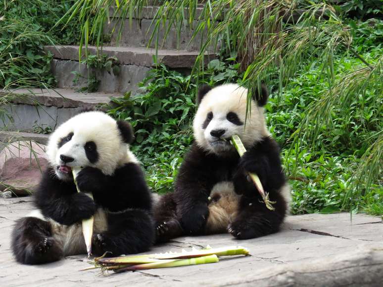 Os pandas gigantes são naturais da província de Sichuan