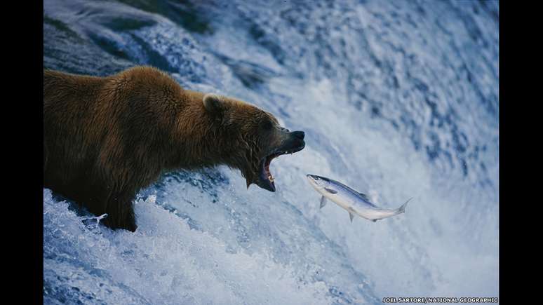 O parque nacional de Katmai, no Alaska, foi o local onde foi feita esta imagem impressionante de um urso-cinzento, pronto para pegar um salmão
