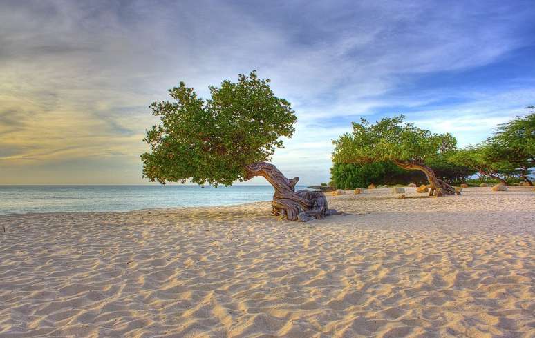 As árvores fofoti, típicas de Aruba, são uma das atrações de Eagle Beach, que foi eleita a 9a melhor praia do mundo pelo site TripAdvisor