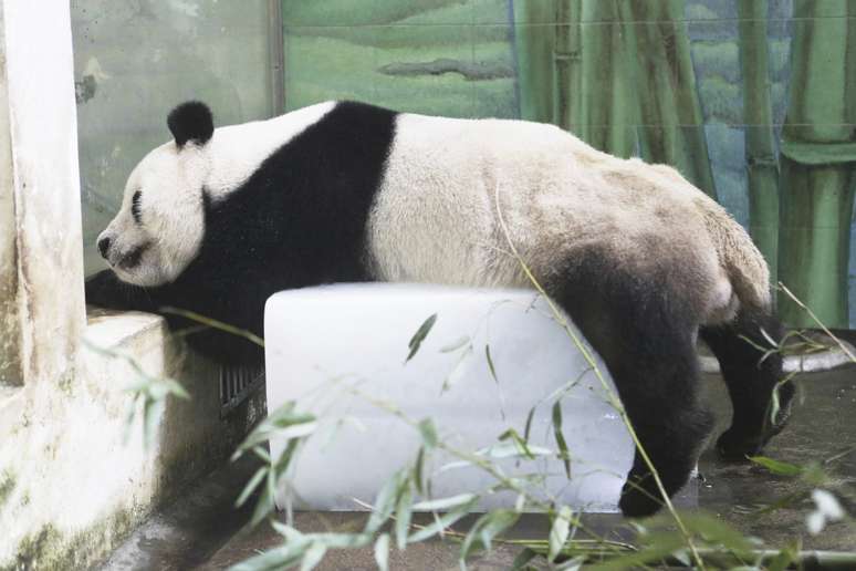 A onda de calor que toma países do hemisfério norte tem proporcionado cenas inusitadas envolvendo animais. Na China, por exemplo, esse panda não resistiu ao grande cubo de gelo disponibilizado pelo zoológico de Wuhán e se esticou sobre o material para se refrescar.