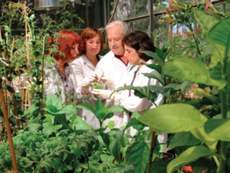 <p>Bi&oacute;logo acredita que plantas modificadas podem ajudar a combater a fome</p>