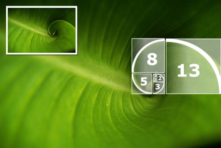 Ilustração em cima de foto mostra a sequência de Fibonacci na natureza